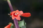 Scarlet beardtongue